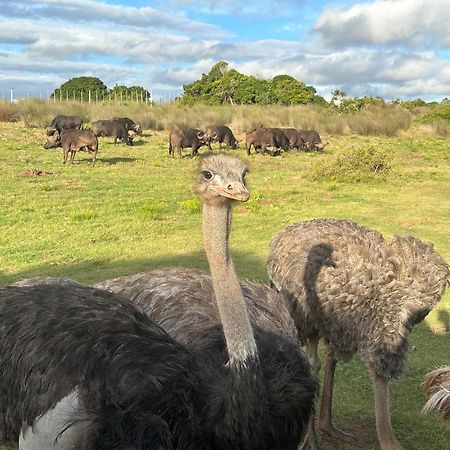 Ostrich Cottage At Les Wings Private Game Farm Groot-Jongensfontein Экстерьер фото