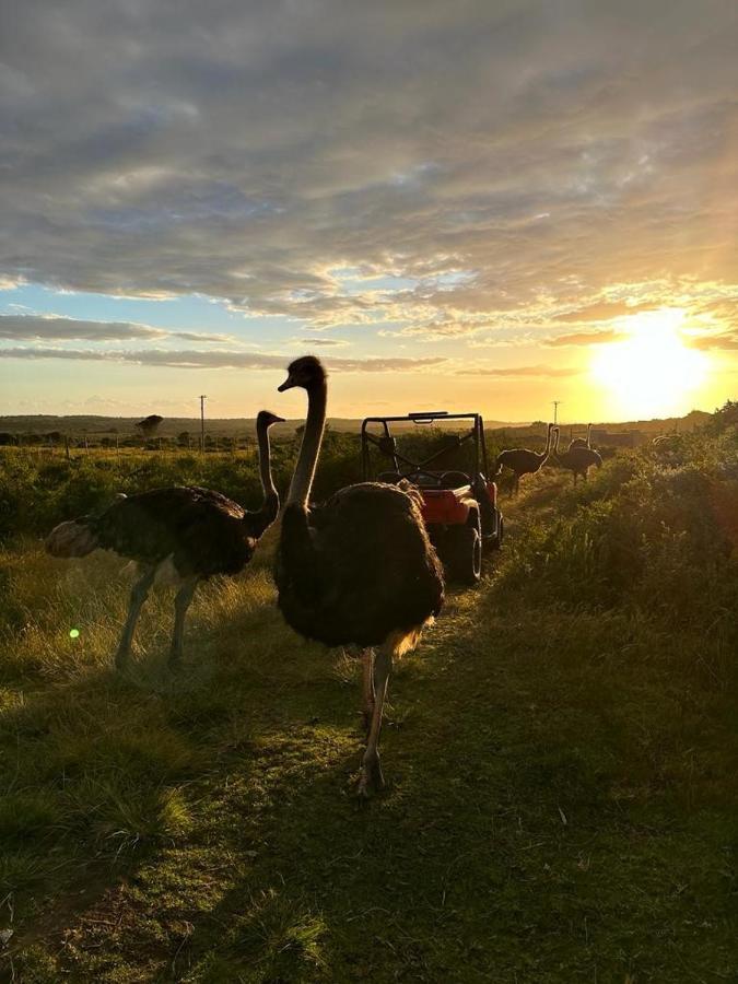 Ostrich Cottage At Les Wings Private Game Farm Groot-Jongensfontein Экстерьер фото