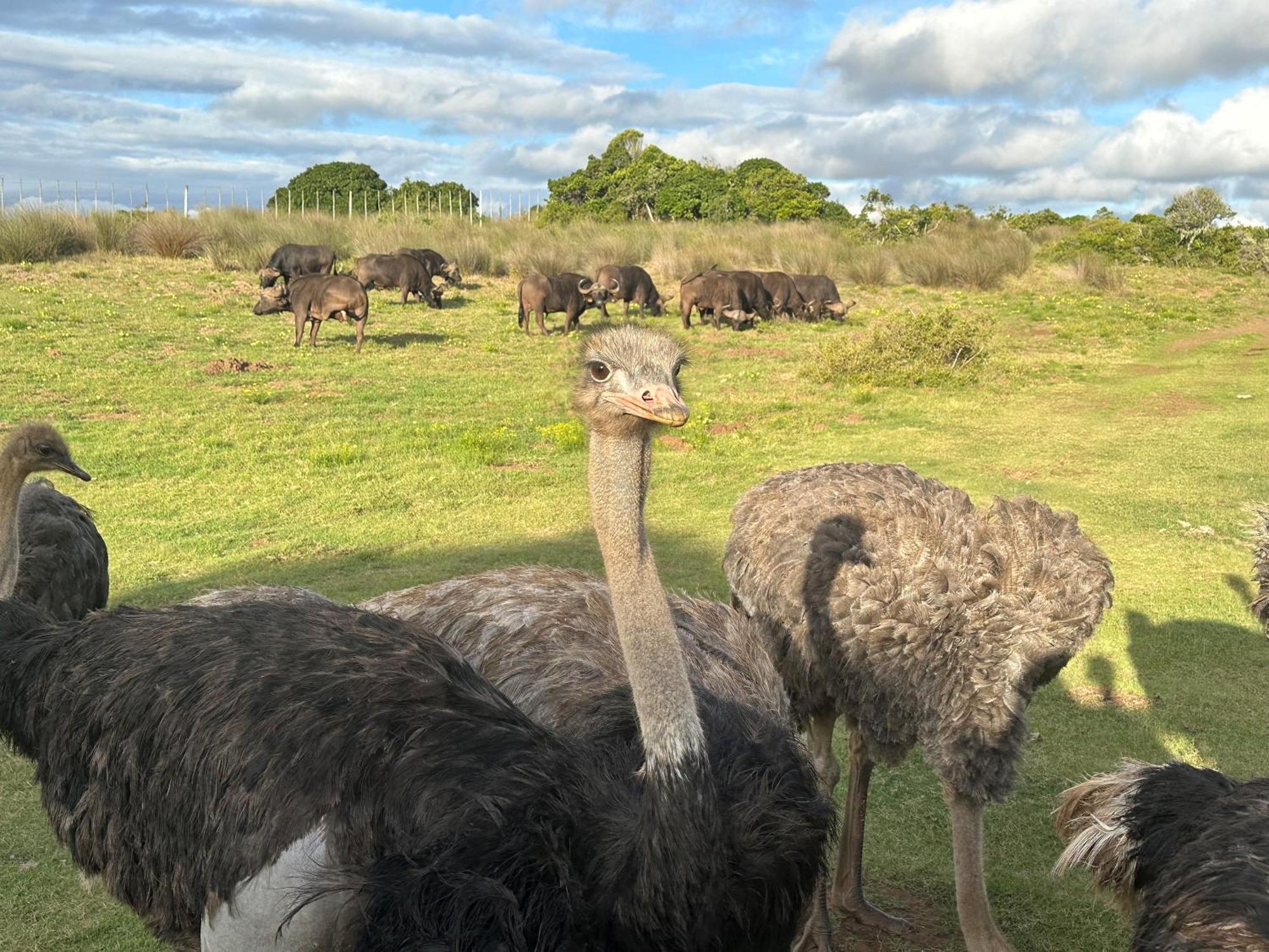 Ostrich Cottage At Les Wings Private Game Farm Groot-Jongensfontein Экстерьер фото